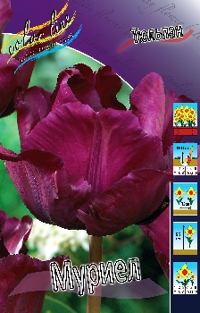 Tulipa Muriel